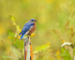 © Brian Woolman - Eastern Bluebird - Sialia sialis - North American Migratoy Songbird