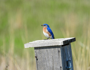 Wall Mural - Eastern Bluebird - Sialia sialis - North American Migratoy Songbird 