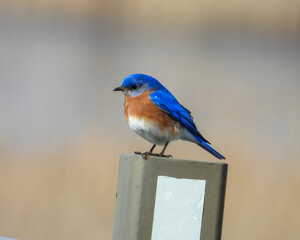 Wall Mural - Eastern Bluebird - Sialia sialis - North American Migratoy Songbird 