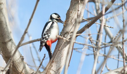 Wall Mural - woodpecker on tree