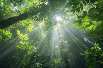 Poster - Sunlight filters through dense foliage in a tropical rainforest, creating a serene and vibrant atmosphere during midday
