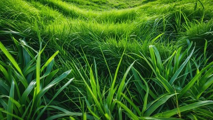 Poster - Lush Green Grass Landscape Creating a Serene and Inviting Natural Background for Various Design and Advertising Needs