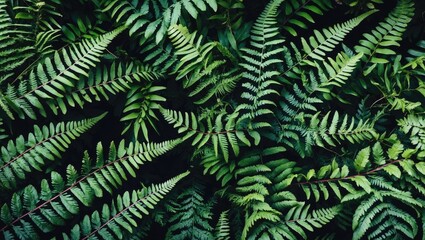 Poster - lush fern leaves overlapping in dense patterns with ample space for text or design elements ideal fo