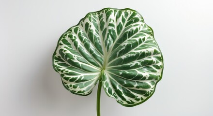 Poster - caladium leaf pattern isolated on white background showcasing intricate green and white textures per