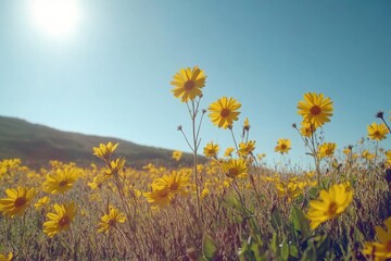 Wall Mural - A serene landscape featuring a bright yellow flower field with the sun shining in the background