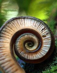 Aufkleber - Exploring the Beauty of the Fibonacci Spiral in a Natural Setting With Precise Ratio Measurements