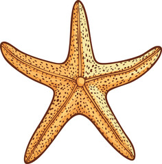 vector illustration of a starfish