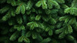 © Isaiah - Lush Green Pine Leaves Texture: Exploring Nature's Tranquil Summer Foliage in Evergreen Forest Background