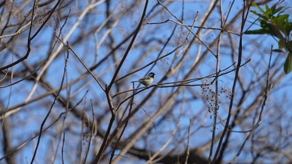 Wall Mural - japanese tit in a forest