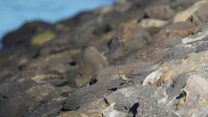 Wall Mural - buff bellied pipit in a forest