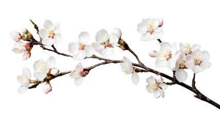 Wall Mural - Blooming almond tree branch with delicate white flowers on transparent background