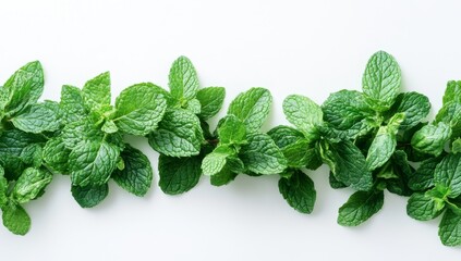 Wall Mural - Fresh mint sprigs border, white background, food styling, recipe