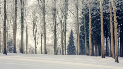 Wall Mural - Serene Winter Forest  Snow Covered Trees  Frosted Branches  Peaceful Landscape