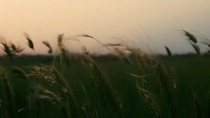 Wall Mural - Serene footage meadow dusk where green grass sways gently breeze offering peaceful natural visual scene