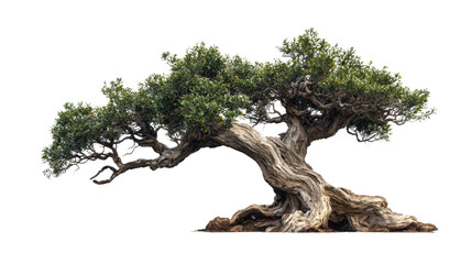 A large tree with a trunk that is twisted and gnarled