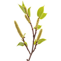 Wall Mural - Twig with green leaves isolated on white background. Spring twig.