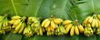 © Margarita Ratatosk - Ripe yellow bananas in bunches arranged on green banana leaves. Tropical fruit harvest panorama. Fresh organic produce. Healthy eating concept with copy space.