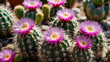 © Tipapat - Close-up of pink flowers of cactus mammillaria