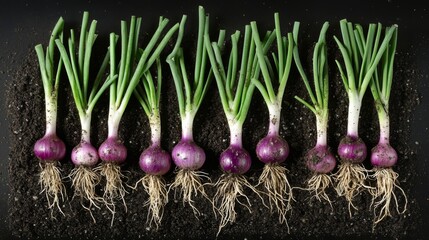 Poster - A dramatic shot of shallots being harvested from the soil, with dirt clinging to their roots and green tops, showcasing the farm-to-table concept