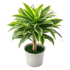 Wall Mural - Luxurious Dracaena Plant in Plastic Pot  Vibrant Green Leaves PNG IconDracaena plant PNG, vibrant green leaves, elegant plant design, plastic pot icon, luxurious plant icon, contemporary plant design,
