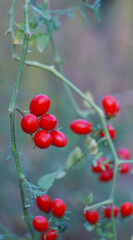 Wall Mural - Small tomatoes hanging with their leaves.