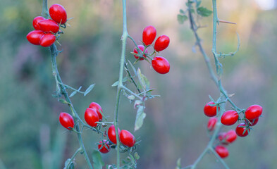 Wall Mural - Small tomatoes hanging with their leaves.