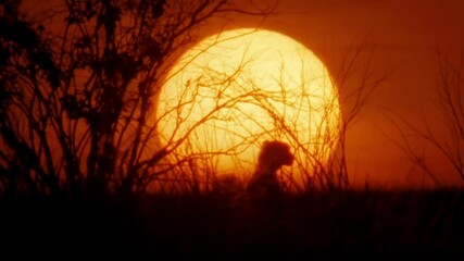 Wall Mural - beautiful silhouette of cheetah sitting in front of sunset 4k