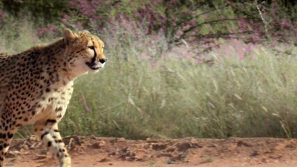 Wall Mural - beautiful slow motion of cheetah incredible speed