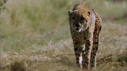 Wall Mural - epic cheetah close up 4k footage walking in search of prey