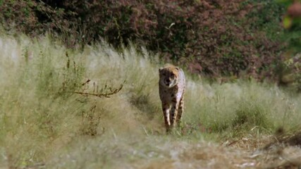 Wall Mural - wild cheetah walking in searching for animal to eat