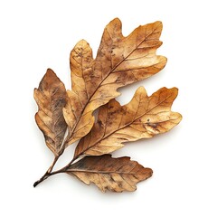 Wall Mural - Green oak leaf isolated on white background. Clipping path included.