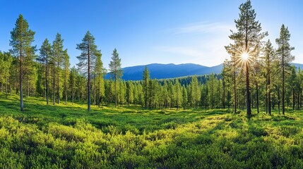 Poster - Sunlit pine forest landscape, vibrant green undergrowth, distant mountain range under a clear blue sky. Sunlight streams through the trees creating a