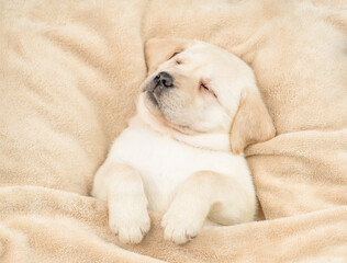 Fototapete - Cute Golden retriever puppy sleeps under warm blanket on a bed at home. Top down view