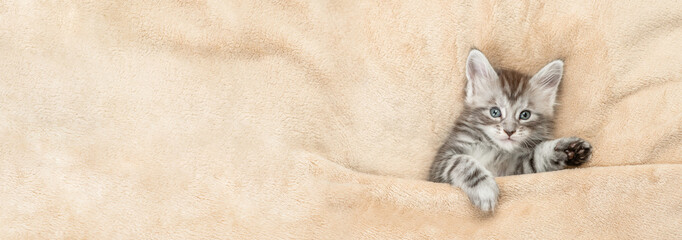 Aufkleber - Cozy Maine coon kitten lying under warm blanket on a bed at home. Top down view. Empty space for text