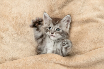 Aufkleber - Cozy Maine coon kitten lying under warm blanket on a bed at home. Top down view