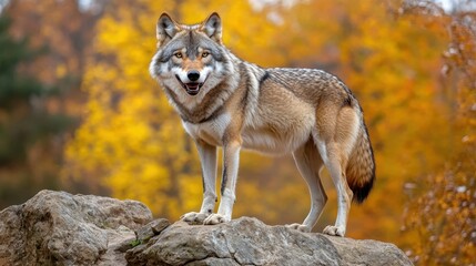  Enigmatic wolf standing proudly on a rock against a forest backdrop emphasizing wild majesty