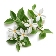 Wall Mural - White jasmine flowers isolated on white background. Clipping Path