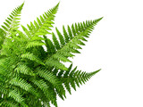 A lush fern plant with delicate fronds, isolated on a clean transparent background, PNG file.