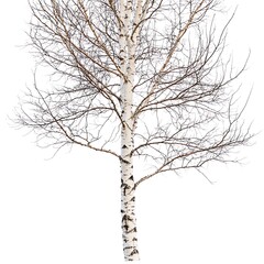 Wall Mural - birch tree branch isolated on white background with clipping path.