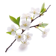 Wall Mural - Cherry blossom branch isolated on white background. Spring flowers.