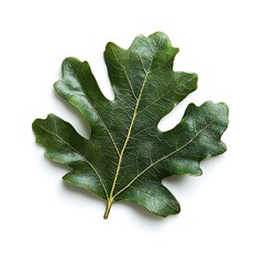 Wall Mural - Green oak leaf isolated on white background. Clipping path included.