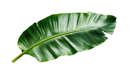 Poster - Vibrant green banana leaf isolated on transparent background