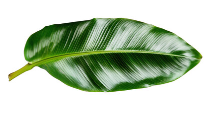 Poster - Single tropical green leaf with transparent background