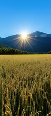 Wall Mural - A golden wheat field stretches under a clear blue sky, with the sun rising behind distant mountains, creating a picturesque and serene landscape.