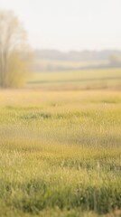 Poster - Springtime field featuring vibrant light green and yellow hues under a soft sun in a serene rural landscape