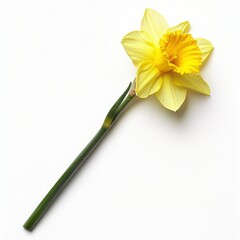 Poster - Single yellow daffodil in full bloom resting gracefully on a clean background with vibrant colors