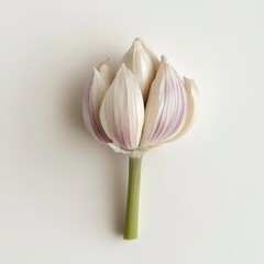 Poster - Fresh garlic clove with smooth skin and delicate layers on a clean surface