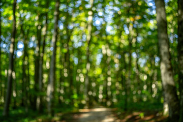 Wall Mural - Blur natural green leaves bokeh background. Green bokeh on nature background. Green leaf at summer. Natural green leaves as spring background. Environment greenery wallpaper.
