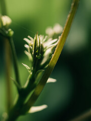 Wall Mural - Green plant