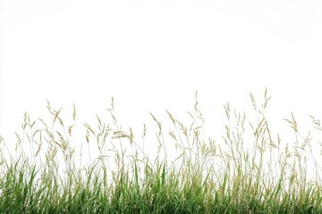 Poster - Green grass border, blowing in wind, white background, nature design